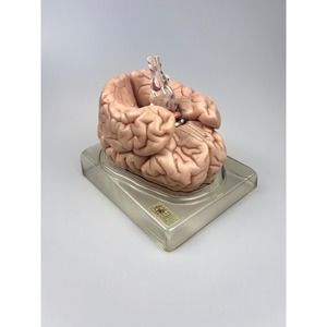 Vintage Somso Germany Anatomical Teaching Model | Human Brain | 6 Parts | Oddity